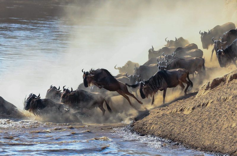 Wildebeest,River,Crossing,During,The,Annual,Migration,In,The,Masai